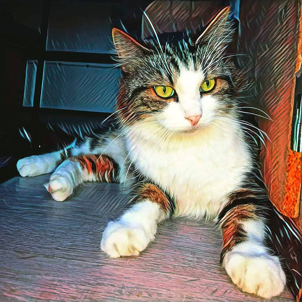 Shtoobï a rejoint le concours — aidez-le/la à gagner de superbes lots ! carnivore, cat, claw, darkness, domestic_short_haired_cat, felidae, flooring, foot, fur, paw, photo_caption, sitting, small_to_medium_sized_cats, snout, tail, terrestrial_animal, toe, whiskers, window, wood