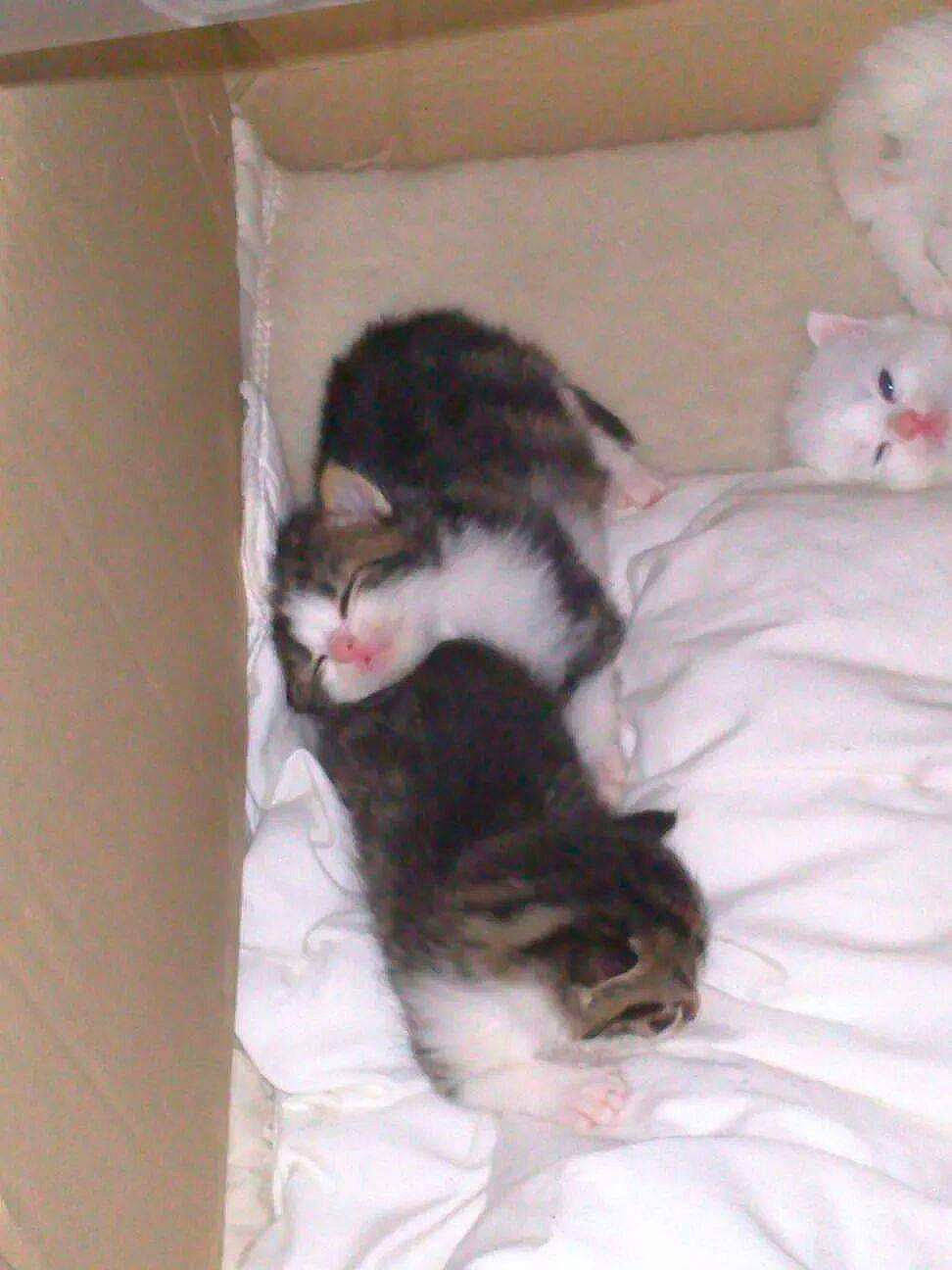 Shtoobï participe au concours pour gagner de l'argent avec cette photo : box, canidae, carnivore, carton, cat, claw, comfort, dog_breed, domestic_short_haired_cat, felidae, fur, hardwood, nap, paw, room, small_to_medium_sized_cats, tail, vertebrate, whiskers, wood