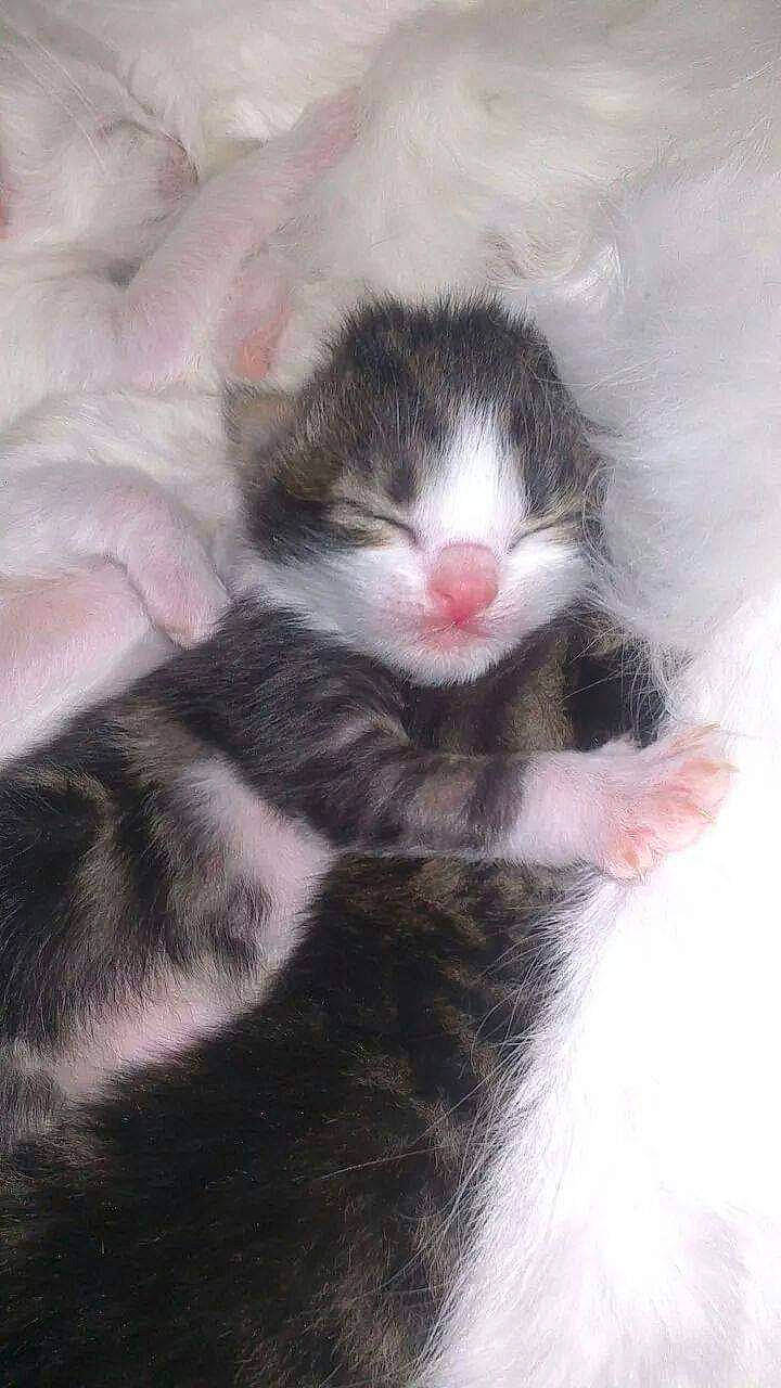 Shtoobï a rejoint le concours — aidez-le/la à gagner de superbes lots ! art, carnivore, cat, claw, comfort, domestic_short_haired_cat, eye, felidae, foot, fur, paw, small_to_medium_sized_cats, snout, tail, terrestrial_animal, whiskers