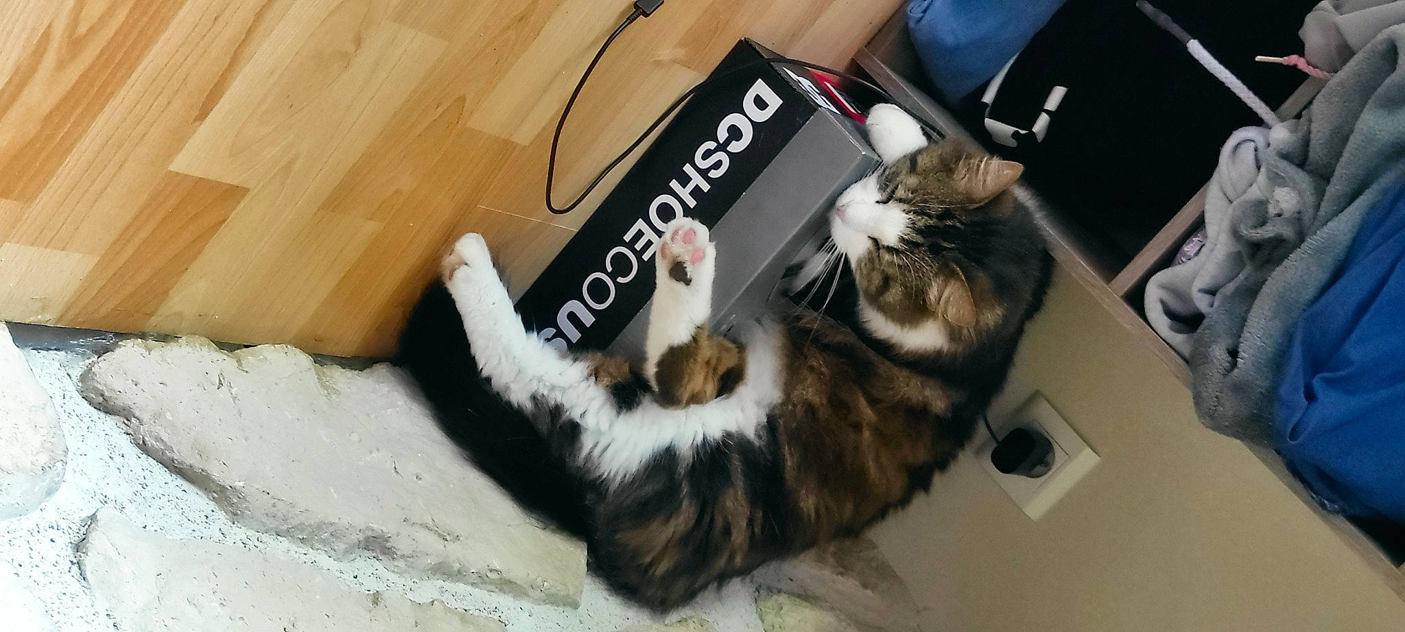 Shtoobï participe au concours pour gagner de l'argent avec cette photo : audio_equipment, bag, cable, carnivore, cat, claw, comfort, domestic_short_haired_cat, felidae, fur, hardwood, luggage_and_bags, paw, small_to_medium_sized_cats, tail, whiskers, wood