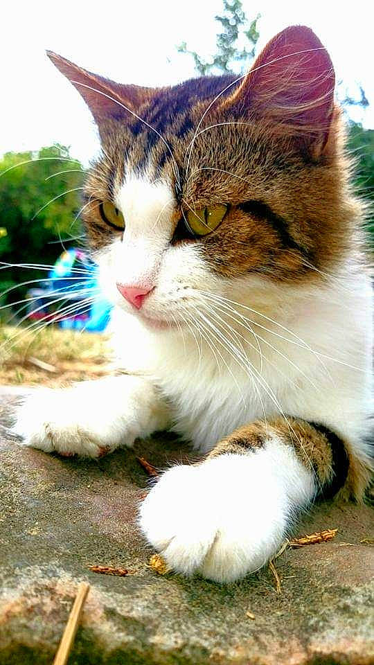 Shtoobï participe au concours pour gagner de l'argent avec cette photo : carnivore, cat, claw, domestic_short_haired_cat, fawn, felidae, foot, fur, grass, paw, plant, sky, small_to_medium_sized_cats, snout, tail, terrestrial_animal, tree, whiskers, wildlife