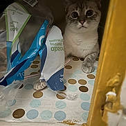 Carmel joined the competition — help win amazing prizes! animal, cat, closeup, curious, domestic, eyes, face, fur, indoor, light_shadow, looking, mischievous, paw, pet, plastic_bag, polka_dot, still_life, table_surface, whiskers, yellow_frame