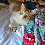 Boba joined the competition — help win amazing prizes! cat, orange_cat, white_cat, bed, blanket, floral_pattern, indoor, pet, resting, relaxed, animal, feline, cozy, cute, fur, looking_at_camera, lying_down, soft_lighting, home, comfort