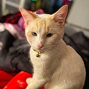 Ghost is registered to the contest to win money with this photo: cat, cream_colored, blue_eyes, collar, bell, indoor, pet, feline, close_up, soft_focus, blanket, cozy, fur, whiskers, animal, cute, domestic, portrait, sitting, relaxed