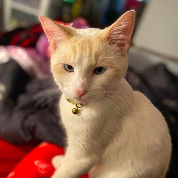 Ghost is registered to the contest to win money with this photo: animal, bell, blanket, blue_eyes, cat, close_up, collar, cozy, cream_colored, cute, domestic, feline, fur, indoor, pet, portrait, relaxed, sitting, soft_focus, whiskers