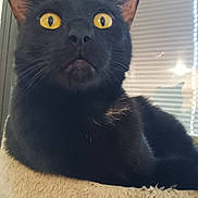 Stormey is registered to the contest to win money with this photo: black_cat, yellow_eyes, close_up, cat_face, pet, indoor, feline, window_blinds, shadow, curiosity, whiskers, fur, animal, domestic_cat, relaxation, bed, soft_texture, portrait, mystery, cozy
