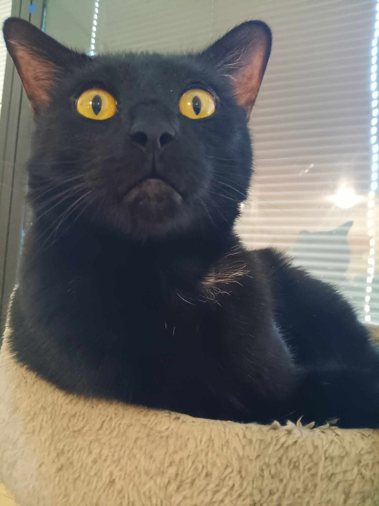 Stormey is registered to the contest to win money with this photo: black_cat, yellow_eyes, close_up, cat_face, pet, indoor, feline, window_blinds, shadow, curiosity, whiskers, fur, animal, domestic_cat, relaxation, bed, soft_texture, portrait, mystery, cozy