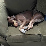 Marley is registered to the contest to win money with this photo: dog, sleeping, couch, brown_dog, pet, indoor, resting, furniture, cozy, canine, collar, living_room, relaxation, domestic_animal, paw, fur, side_view, comfortable, home, nap