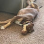 Marley is registered to the contest to win money with this photo: dog, sleeping, carpet, couch, indoor, pet, relaxed, brown_dog, collar, canine, resting, fur, paw, home, domestic_animal, quiet, peaceful, laying_down, animal, companion