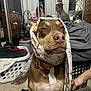 Marley joined the competition — help win amazing prizes! dog, scarf, bedroom, laundry_basket, mirror, person, reflection, clothing, carpet, furniture, drawer, bed, blanket, collar, indoor, floor, hand, brown_dog, white_chest, expression