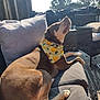 dog, bandana, outdoor, sofa, cushion, sunlight, backyard, patio_furniture, lemon_pattern, relaxing, brown_dog, wooden_deck, daytime, trees, fence, resting, pet, canine, summer, comfort