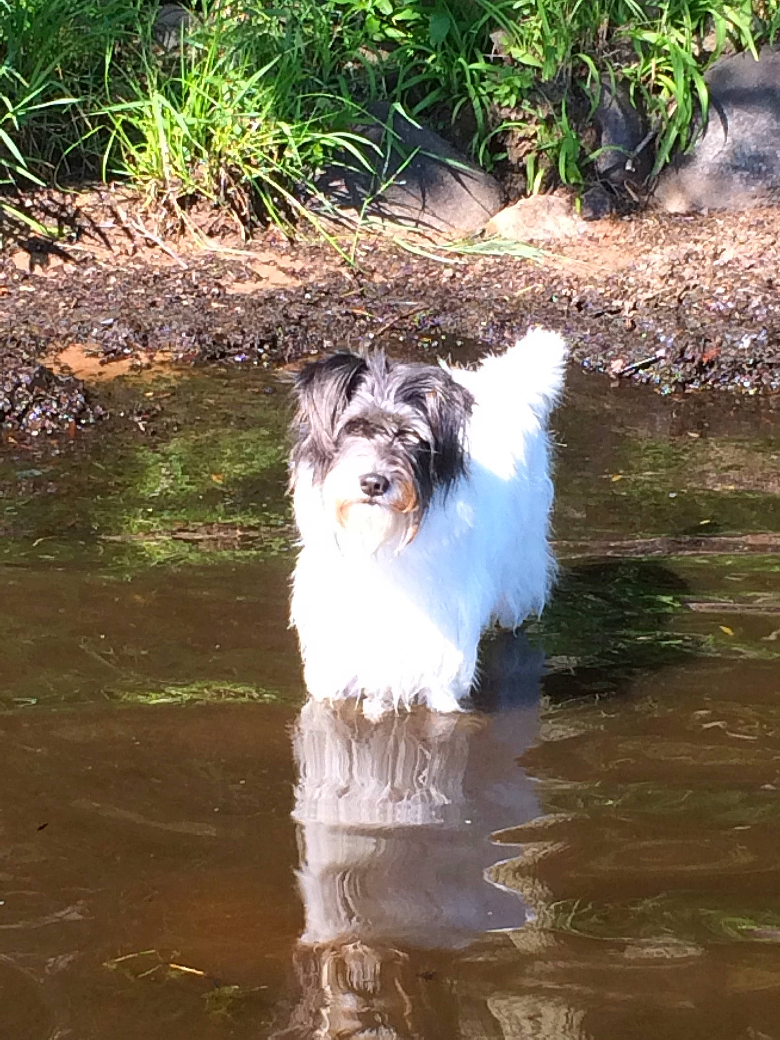 Sadie is registered to the contest to win money with this photo: australian_shepherd, bearded_collie, canidae, carnivore, companion_dog, dog, dog_breed, havanese, kyi_leo, lowchen, mammal, petit_basset_griffon_vendeen, polish_lowland_sheepdog, rare_breed_dog, sporting_group, sporting_lucas_terrier, terrier, tibetan_terrier, vertebrate, watercourse