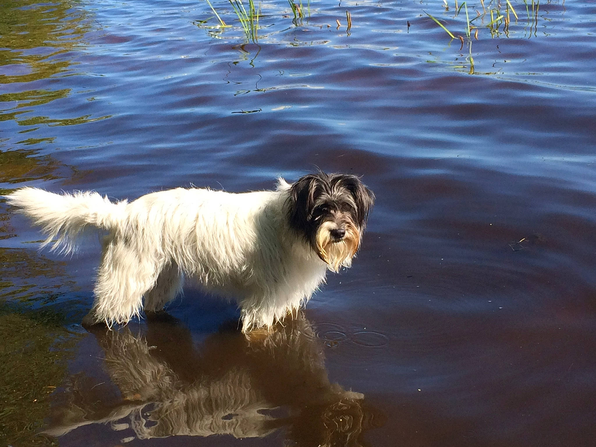 Sadie joined the competition — help win amazing prizes! briquet_griffon_vendeen, canidae, carnivore, companion_dog, dog, dog_breed, grand_basset_griffon_vendeen, irish_soft_coated_wheaten_terrier, mammal, petit_basset_griffon_vendeen, rare_breed_dog, sealyham_terrier, sporting_group, sporting_lucas_terrier, terrier, tibetan_terrier, vertebrate