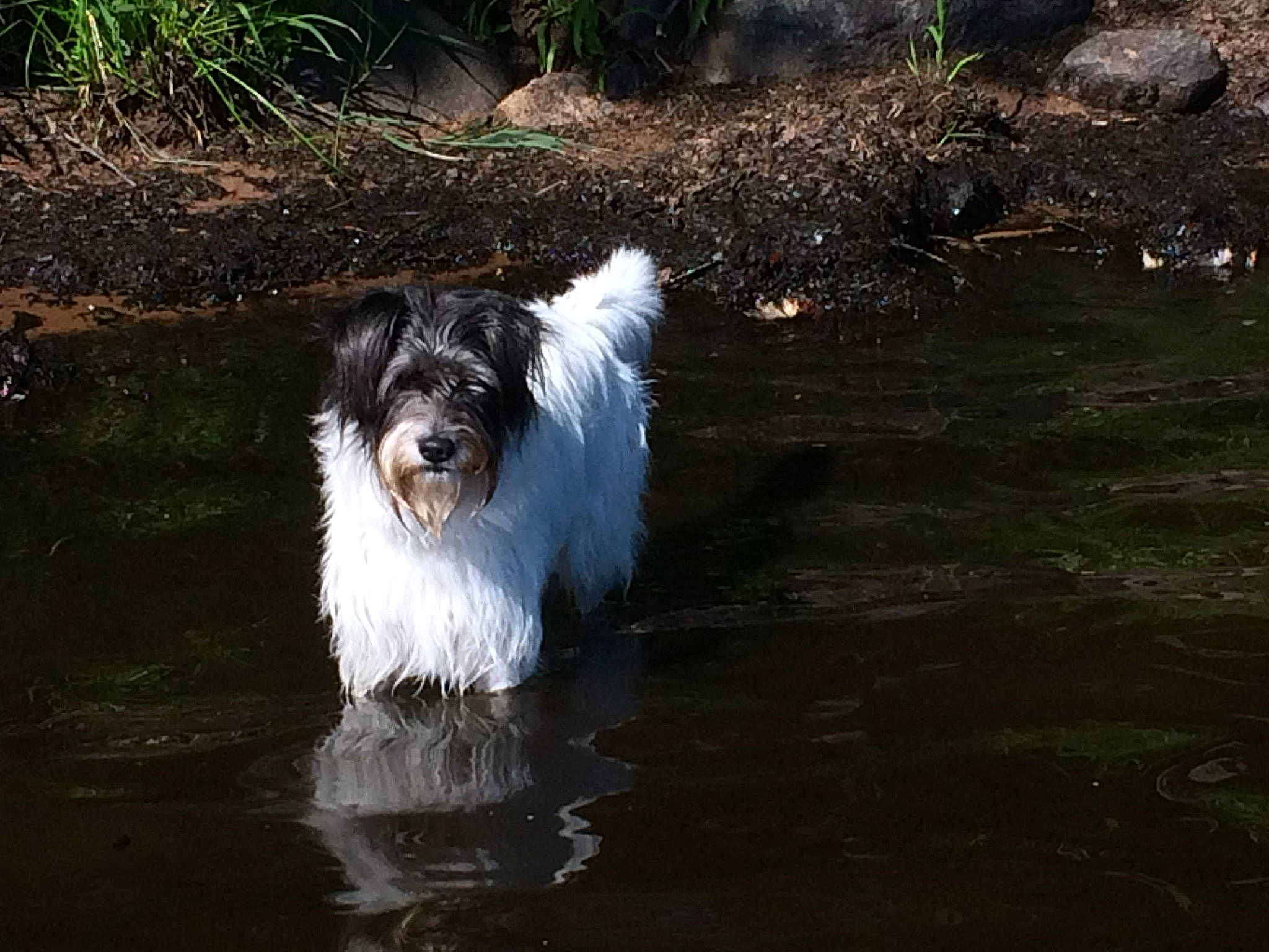 Sadie is registered to the contest to win money with this photo: canidae, carnivore, companion_dog, dog, dog_breed, havanese, mammal, rare_breed_dog, romanian_mioritic_shepherd_dog, sporting_group, terrier, tibetan_terrier, vertebrate, working_dog