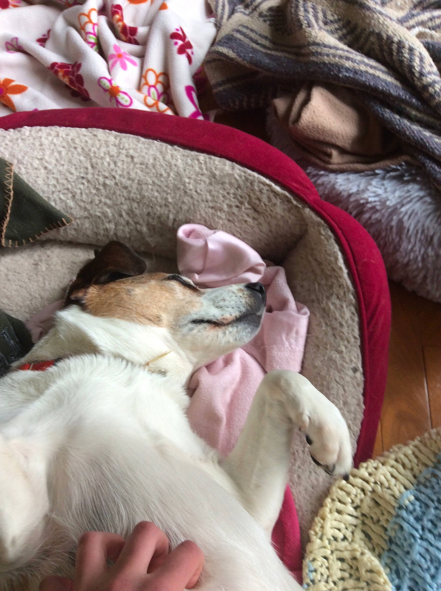 Taffy is registered to the contest to win money with this photo: canidae, carnivore, cat, companion_dog, dog, dog_breed, fox_terrier, nap, non_sporting_group, puppy, puppy_love, rat_terrier, russell_terrier