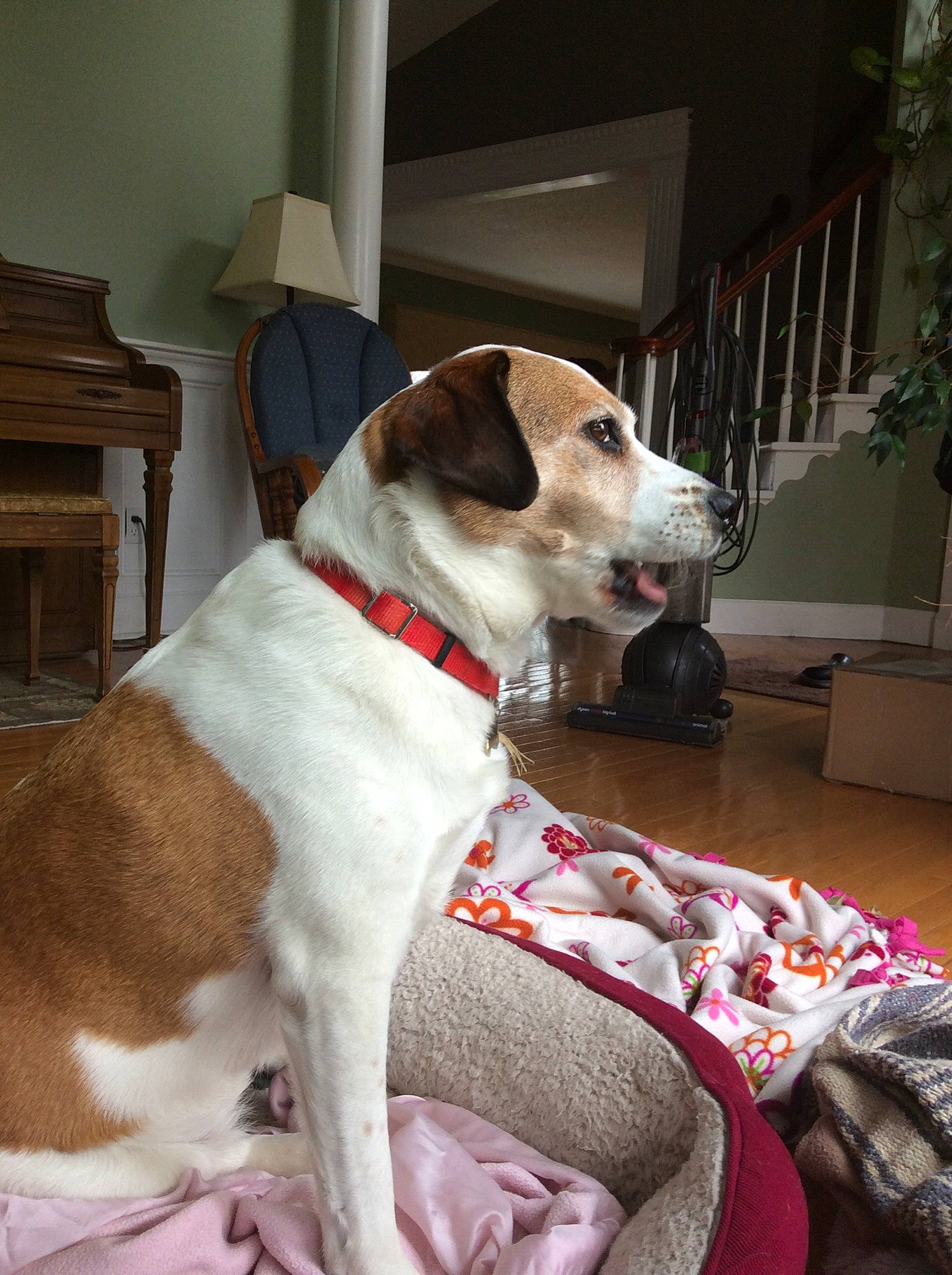 Taffy is registered to the contest to win money with this photo: american_foxhound, canidae, carnivore, collar, companion_dog, danish_swedish_farmdog, dog, dog_breed, fawn, feist, harrier, mammal, parson_russell_terrier, rare_breed_dog, russell_terrier, sporting_group, treeing_walker_coonhound, vertebrate