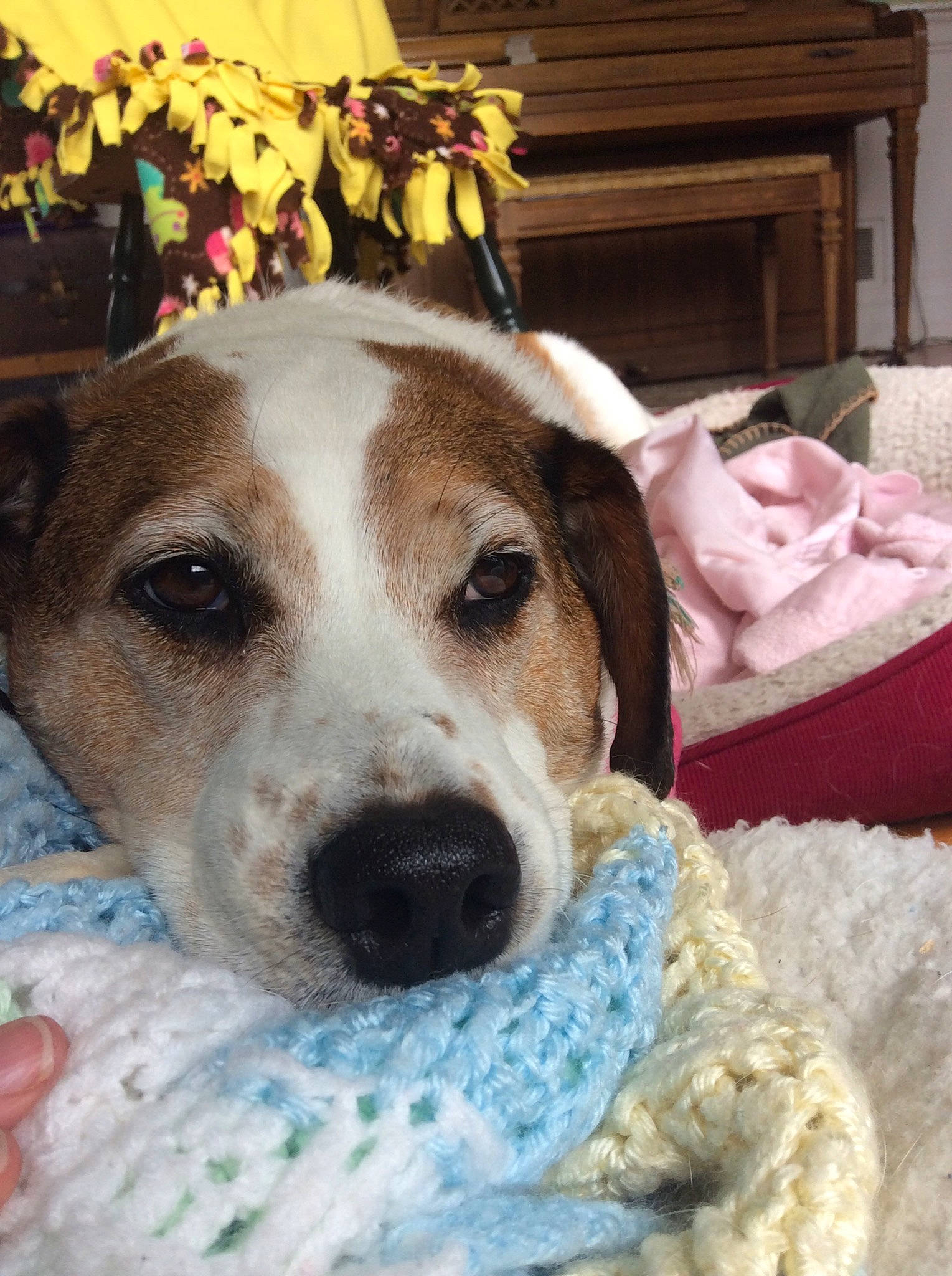 Taffy joined the competition — help win amazing prizes! canidae, carnivore, companion_dog, danish_swedish_farmdog, dog, dog_breed, feist, harrier, jack_russell_terrier, mammal, parson_russell_terrier, rat_terrier, russell_terrier, sporting_group, vertebrate