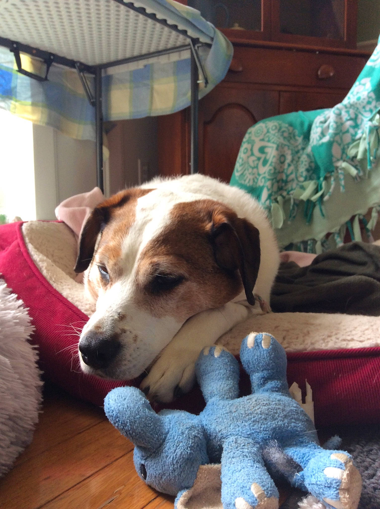 Taffy is registered to the contest to win money with this photo: beagle, canidae, carnivore, companion_dog, dog, dog_breed, harrier, mammal, puppy, sporting_group, vertebrate