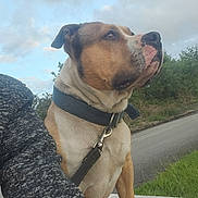 Mustang participe au concours pour gagner de l'argent avec cette photo : dog, canine, pet, outdoor, sky, clouds, leash, collar, grass, road, nature, animal, mammal, side_view, brown, white, portrait, alert, fur, ears