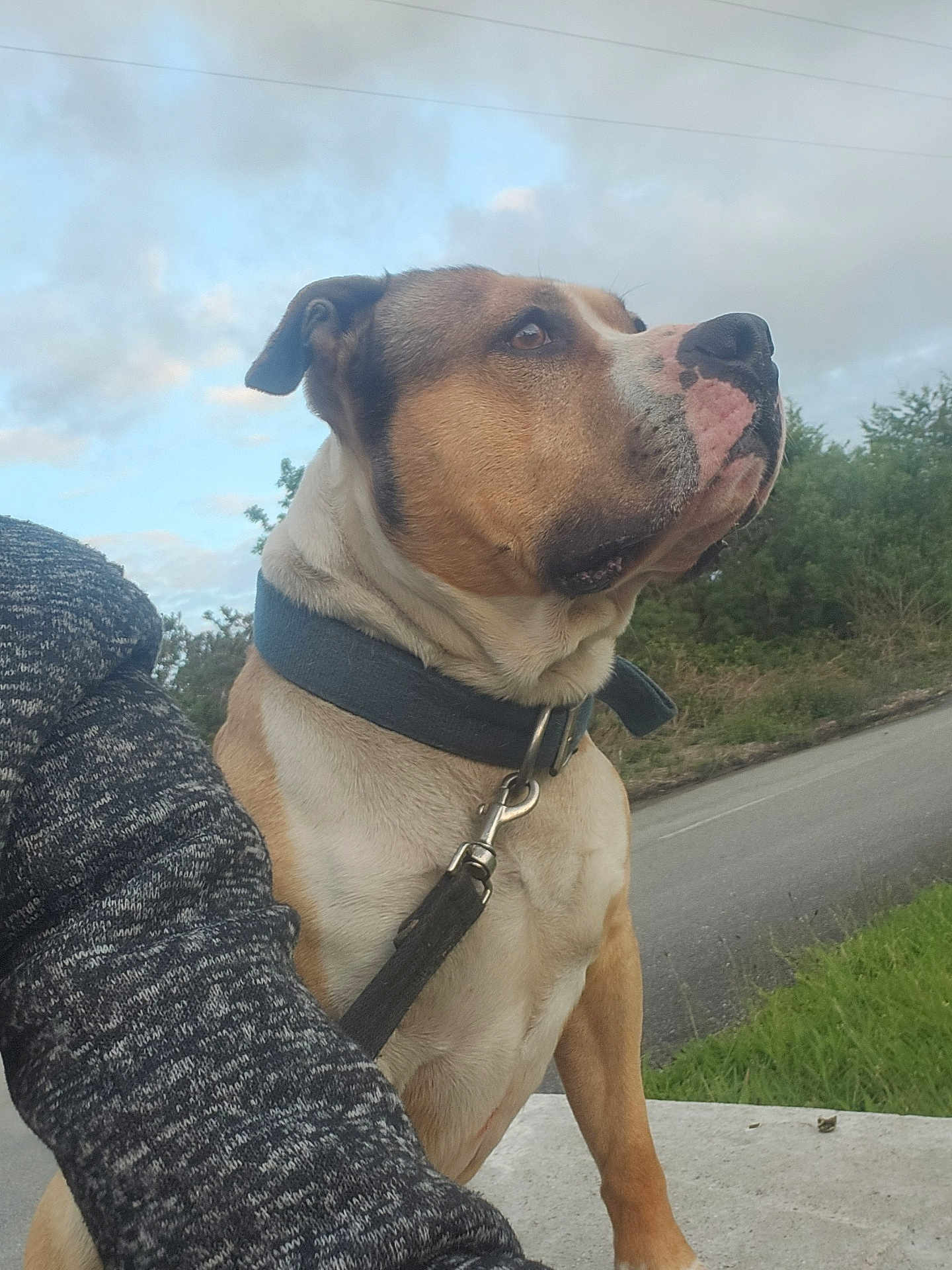 Mustang participe au concours pour gagner de l'argent avec cette photo : dog, canine, pet, outdoor, sky, clouds, leash, collar, grass, road, nature, animal, mammal, side_view, brown, white, portrait, alert, fur, ears