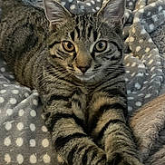 Freddie is registered to the contest to win money with this photo: cat, tabby, pet, animal, feline, striped, paws, blanket, polka_dot, cozy, indoor, fur, whiskers, ears, relaxed, cute, mammal, sleepy, resting, curious