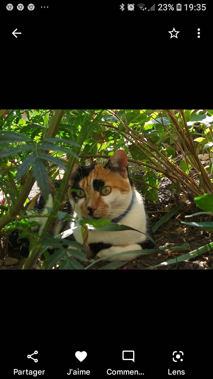 Isabelle participe au concours pour gagner de l'argent avec cette photo : canidae, carnivore, cat, companion_dog, dog_breed, fawn, felidae, fur, grass, jungle, organism, plant, small_to_medium_sized_cats, snout, tail, terrestrial_animal, terrestrial_plant, tints_and_shades, whiskers, wood