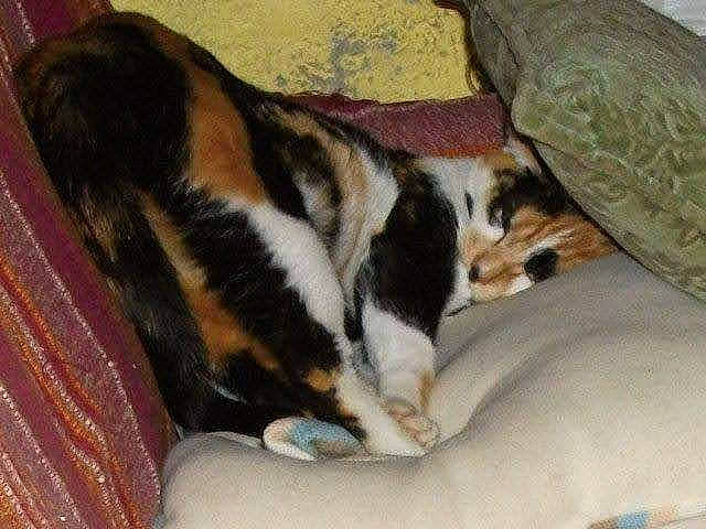 Isabelle participe au concours pour gagner de l'argent avec cette photo : blanket, canidae, carnivore, comfort, companion_dog, couch, dog, dog_breed, felidae, fur, nap, paw, room, snout, sporting_group, tail, terrestrial_animal, whiskers, working_animal, working_dog