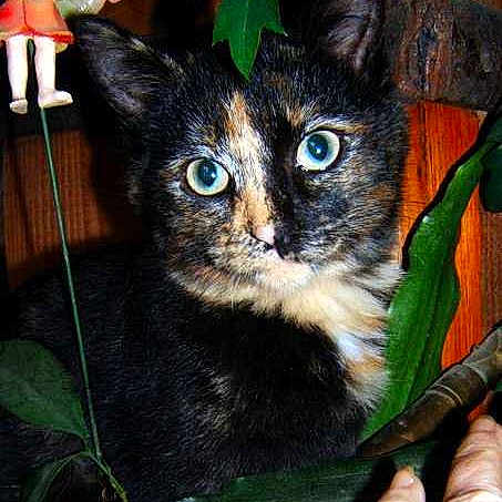 Jolie