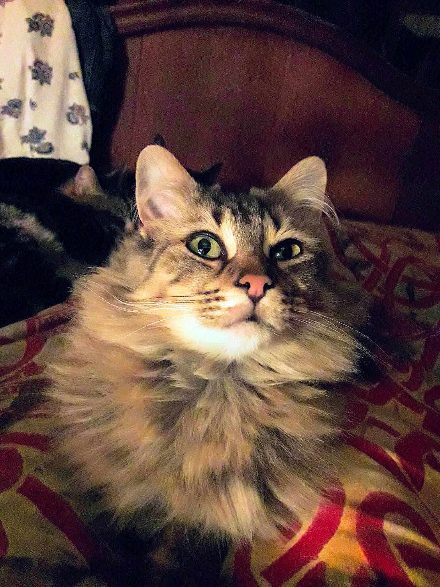 Ariana a rejoint le concours — aidez-le/la à gagner de superbes lots ! box, carnivore, cat, comfort, couch, darkness, domestic_short_haired_cat, felidae, fur, maine_coon, paw, sitting, small_to_medium_sized_cats, snout, square, whiskers