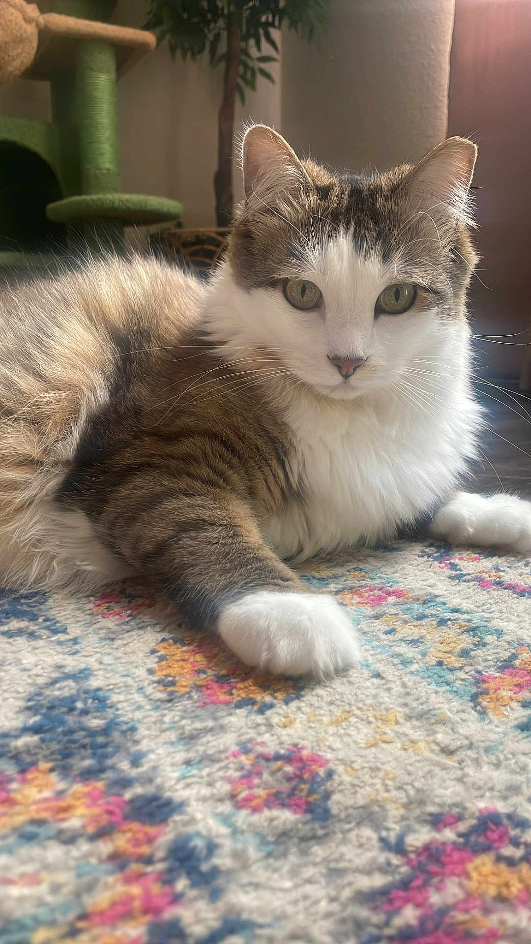 Atticus