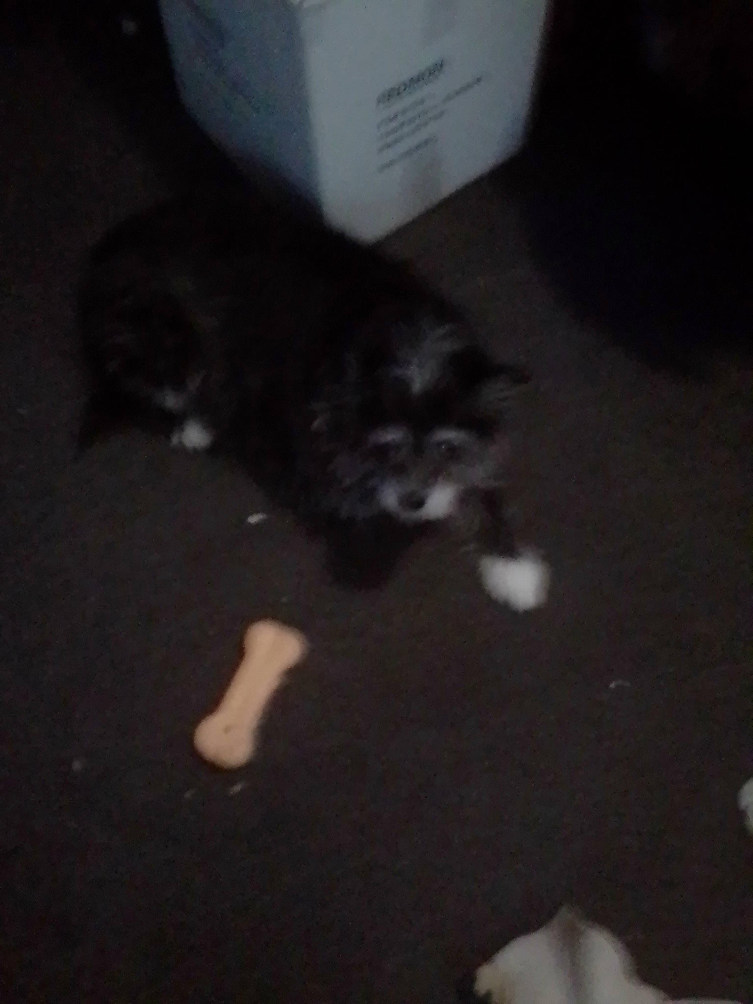 Oreo joined the competition — help win amazing prizes! carnivore, cat, darkness, dog_breed, domestic_short_haired_cat, felidae, flooring, fur, hardwood, night, paw, small_to_medium_sized_cats, tail, terrestrial_animal, tints_and_shades, whiskers