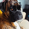 dog, boxer, brindle, pet, animal, portrait, close_up, sitting, indoors, fur, short_hair, black_muzzle, floppy_ears, brown, white_chest, serious_expression, eyes, companion, domestic_animal, photography