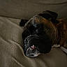 Ulysse participe au concours pour gagner de l'argent avec cette photo : animal, boxer, bulldog, canine, couch, dog, frenchbulldog, furniture, person, pet, pitbull, pug, puppy, sleeping, snout
