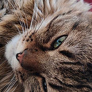 Shana participe au concours pour gagner de l'argent avec cette photo : animal, cat, close_up, cozy, cute, domestic, face, feline, fluffy, fur, green_eye, indoor, lying_down, muzzle, pet, relaxed, sleepy, soft, tabby, whiskers