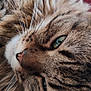 animal, cat, close_up, cozy, cute, domestic, face, feline, fluffy, fur, green_eye, indoor, lying_down, muzzle, pet, relaxed, sleepy, soft, tabby, whiskers