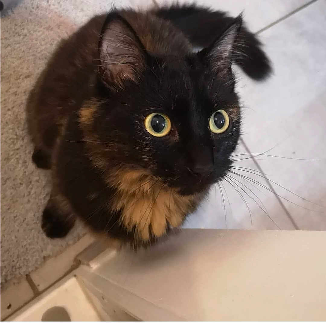 Nïa