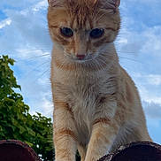 Smoothie participe au concours pour gagner de l'argent avec cette photo : animal, cat, closeup, clouds, curious, cute, daylight, fur, ginger_cat, greenery, looking_down, mammal, nature, outdoor, paws, pet, roof_tile, sky, tree, whiskers