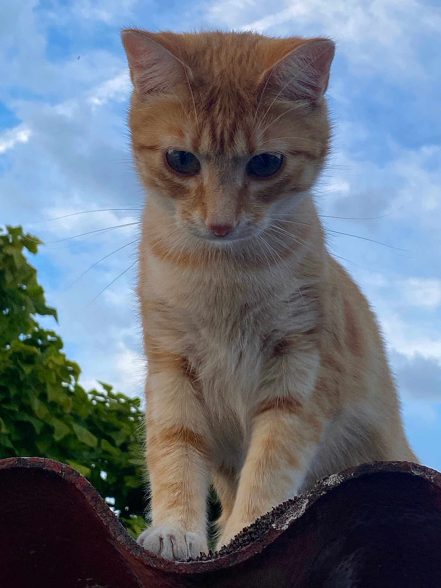 Smoothie participe au concours pour gagner de l'argent avec cette photo : animal, cat, closeup, clouds, curious, cute, daylight, fur, ginger_cat, greenery, looking_down, mammal, nature, outdoor, paws, pet, roof_tile, sky, tree, whiskers