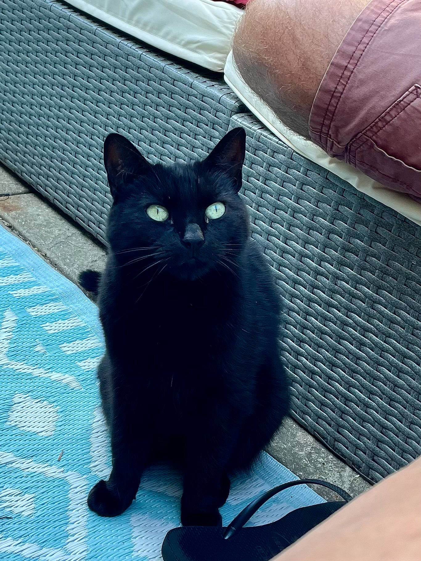 Angelica is registered to the contest to win money with this photo: black_cat, bombay, carnivore, cat, comfort, domestic_short_haired_cat, electric_blue, felidae, floor, flooring, fur, grey, pattern, sitting, small_to_medium_sized_cats, snout, tail, tints_and_shades, whiskers, window