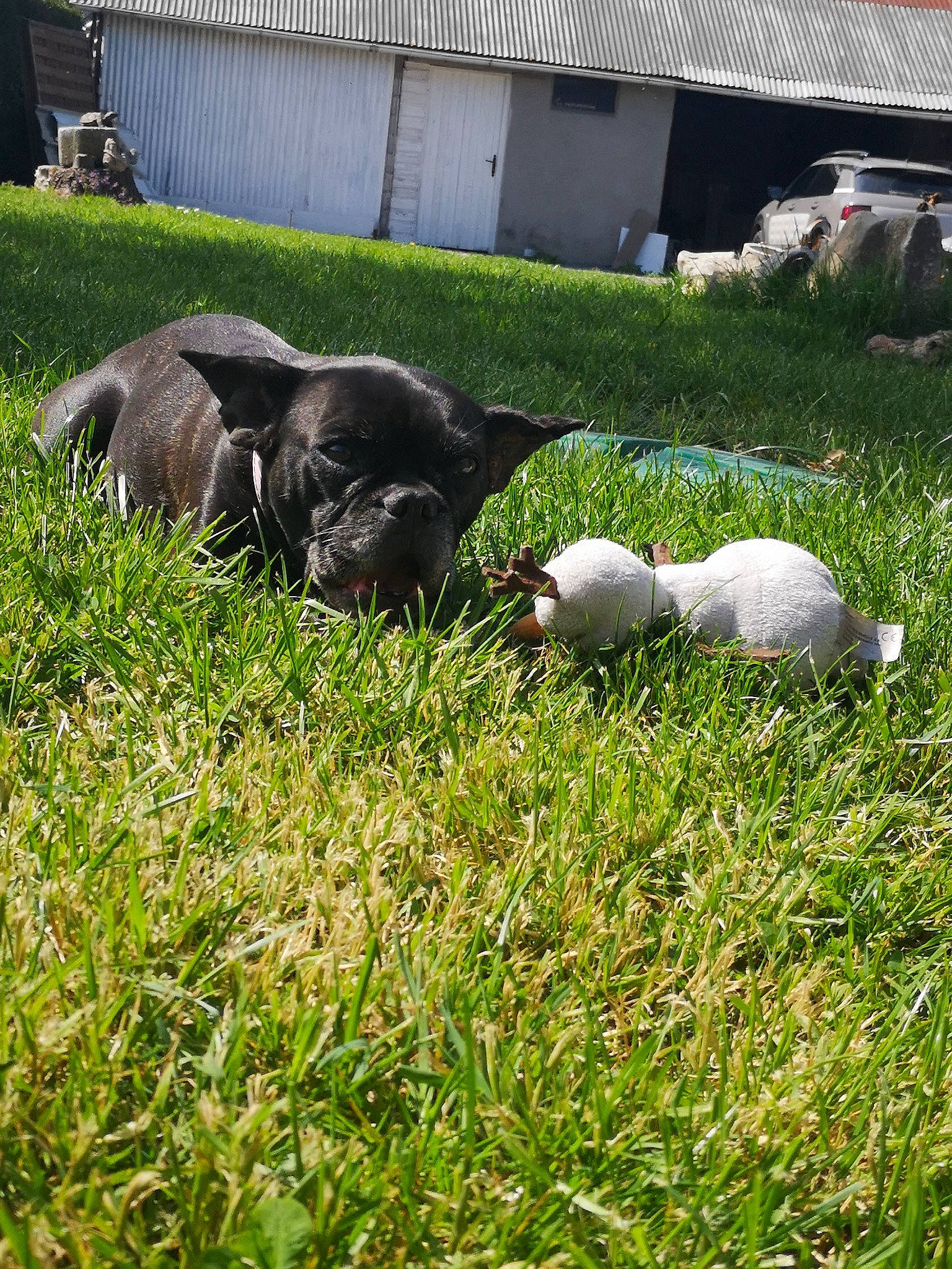 Halfy participe au concours pour gagner de l'argent avec cette photo : canidae, carnivore, companion_dog, dog, dog_breed, grass, lawn, plant, pointer, puppy, sporting_group