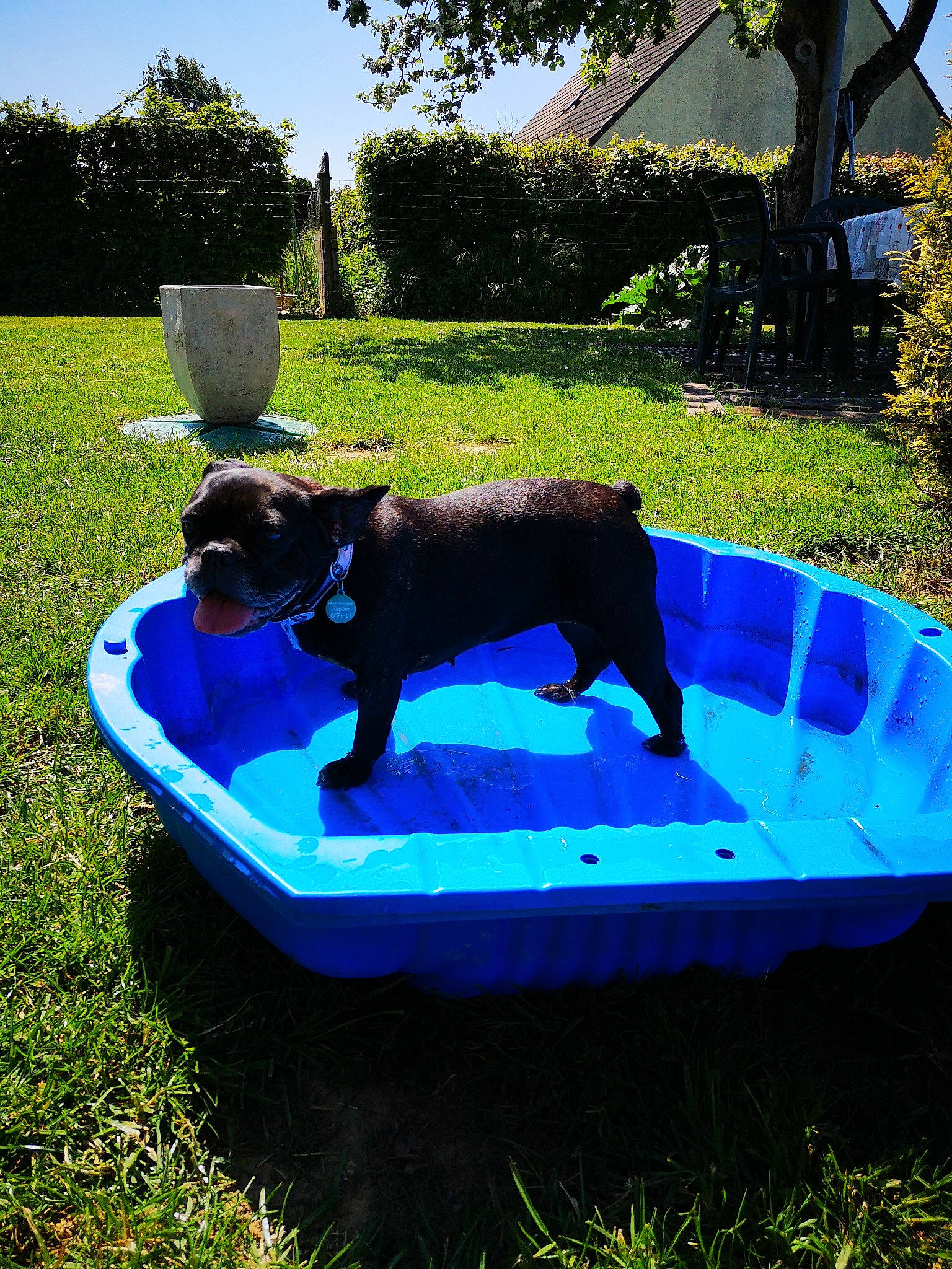 Halfy participe au concours pour gagner de l'argent avec cette photo : canidae, companion_dog, dog_breed, grass, leisure, plant, sporting_group