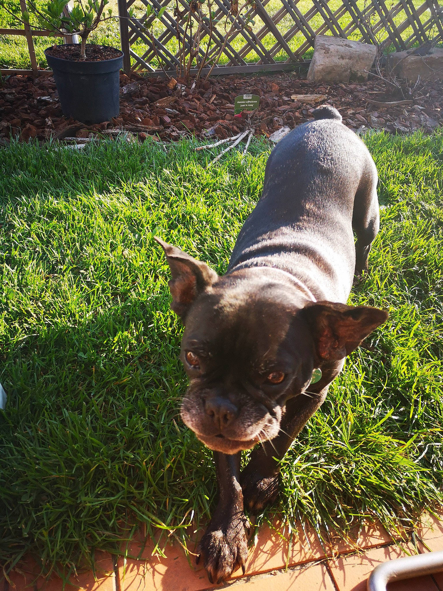 Halfy a rejoint le concours — aidez-le/la à gagner de superbes lots ! american_pit_bull_terrier, canidae, carnivore, companion_dog, dog, dog_breed, fawn, french_bulldog, grass, mammal, non_sporting_group, pit_bull, snout, tail, vertebrate