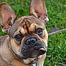 animal, black, brown, canine, closeup, collar, cute, dog, domestic, ears, face, french_bulldog, grass, leash, looking, muzzle, outdoor, pet, portrait, young