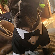 Lylas a rejoint le concours — aidez-le/la à gagner de superbes lots ! animal, black_and_white, blanket, bow_tie, clothing, cozy, cute, dog, ears, face, french_bulldog, fur, home, indoor, pet, portrait, small_dog, soft_light, standing, tuxedo