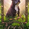 Lylas participe au concours pour gagner de l'argent avec cette photo : animal, artistic, background, decorative_text, dog, frame, french_bulldog, glowing, grass, greenery, heart, love, memorial, nature, ornate_frame, outdoor, pet, portrait, sunlight, tribute