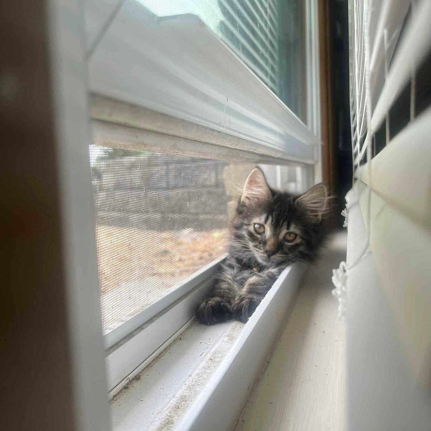 Mulan joined the competition — help win amazing prizes! animal, blinds, cat, cozy, curious, cute, domestic, feline, fur, home, indoor, kitten, pet, relaxed, resting, screen, small, window, window_sill, young