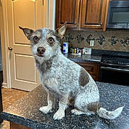 Buddy joined the competition — help win amazing prizes! dog, kitchen, countertop, brown_cabinet, tile_backsplash, small_dog, pet, indoor, curious_eyes, fur, ears, tail, floor, door, appliance, stove, granite, wood, home, animal