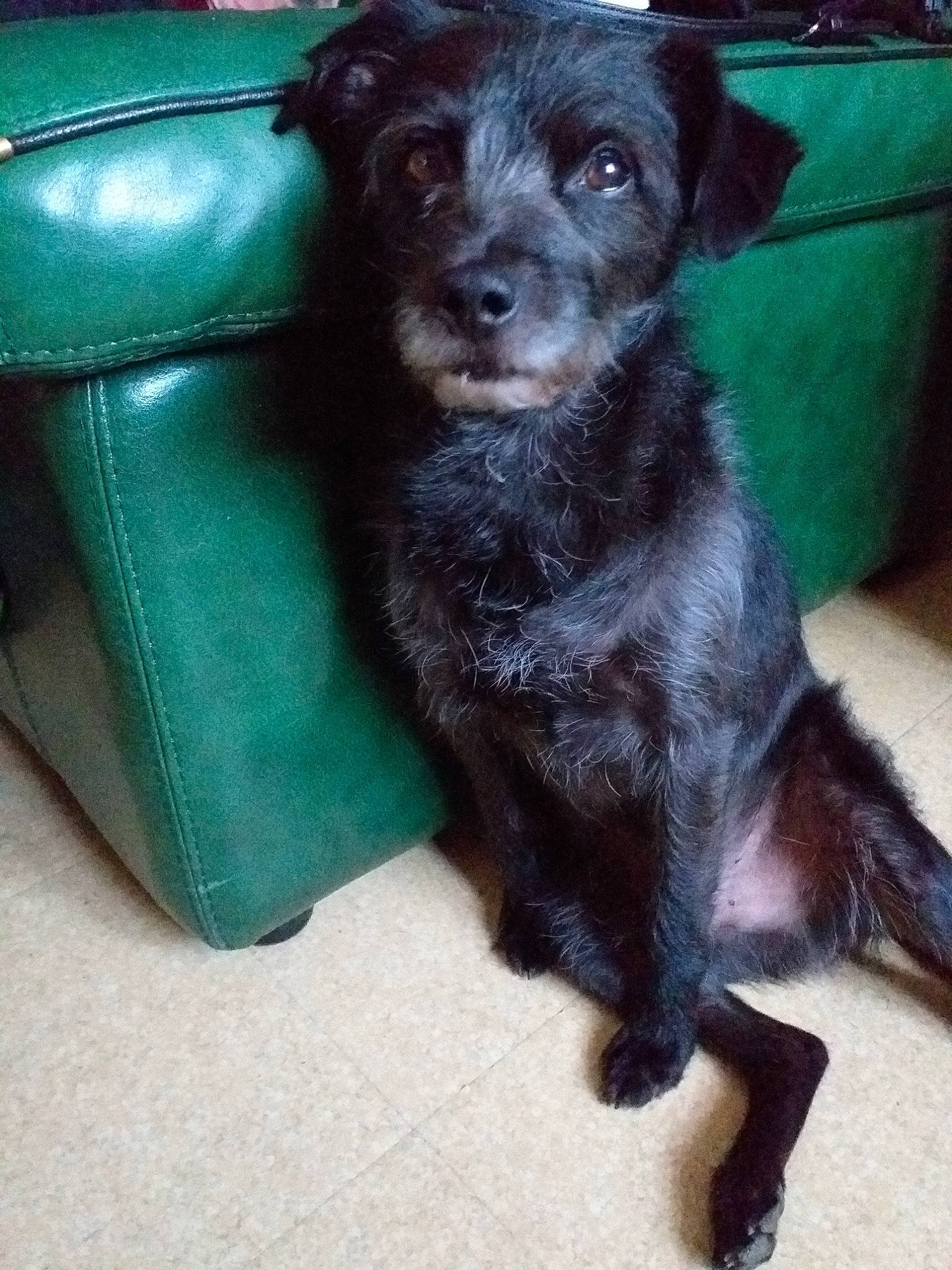 Milou a rejoint le concours — aidez-le/la à gagner de superbes lots ! canidae, carnivore, companion_dog, dog, dog_breed, labradoodle, mammal, patterdale_terrier, puppy, rare_breed_dog, schnoodle, sporting_group, terrier, vertebrate, yorkipoo