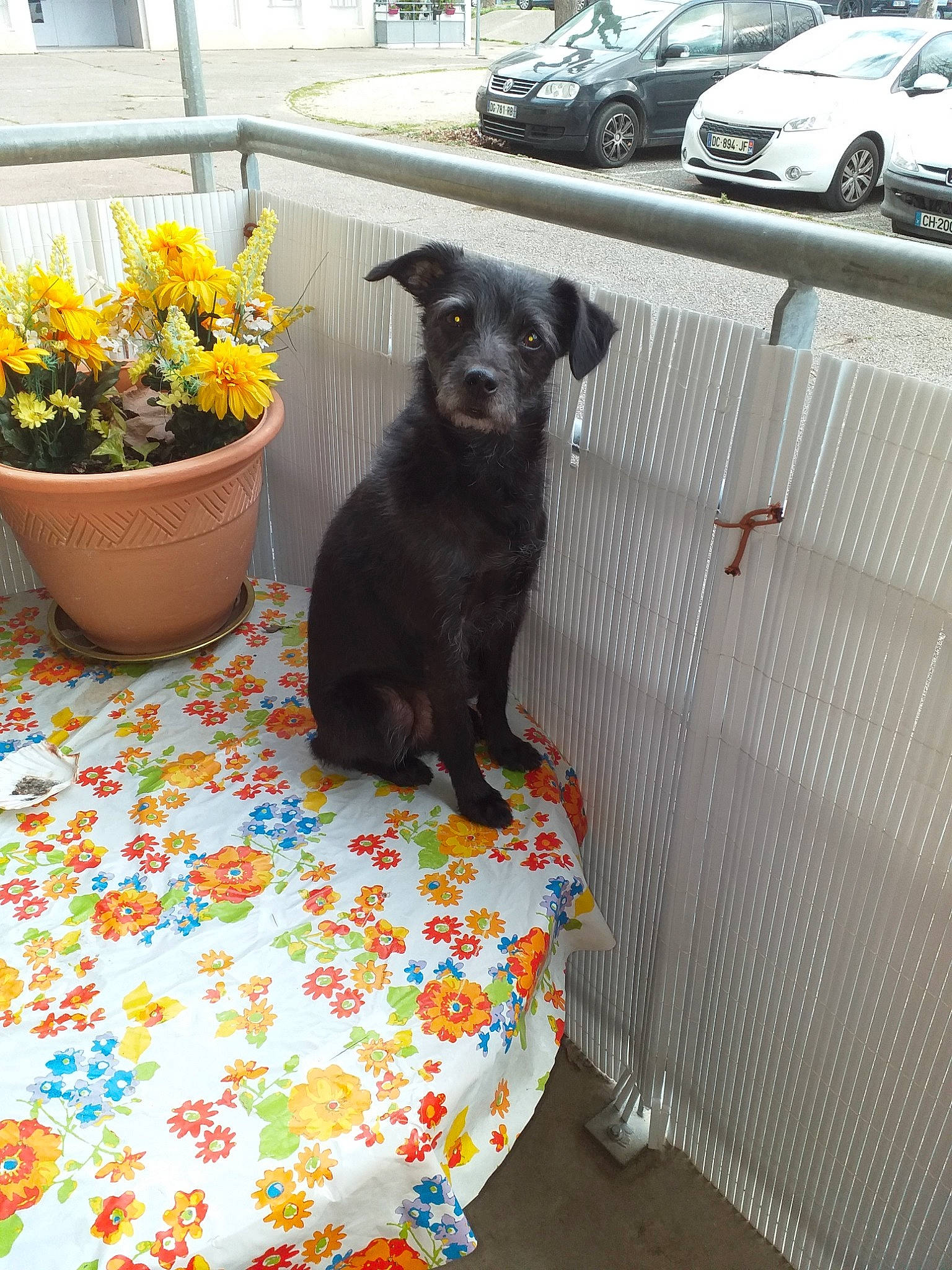 Milou participe au concours pour gagner de l'argent avec cette photo : canidae, car, carnivore, companion_dog, dog, dog_breed, fawn, plant, sporting_group