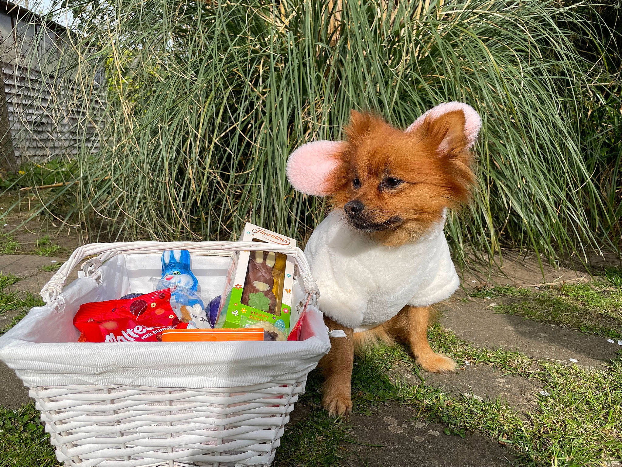 Panda is registered to the contest to win money with this photo: basket, canidae, carnivore, companion_dog, dog_breed, fawn, felidae, fox, fur, grass, home_accessories, plant, red_fox, snout, sporting_group, storage_basket, tail, terrestrial_animal, toy, whiskers